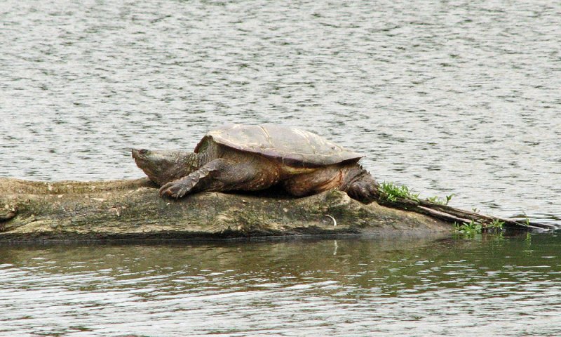 The old man of the lake