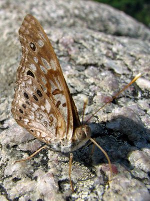Unknown butterfly_3
