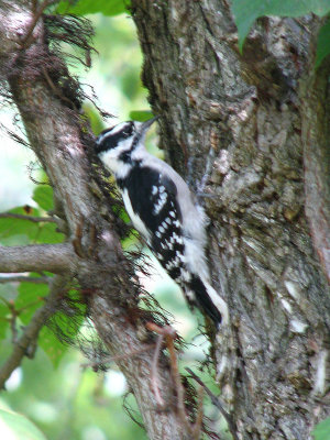 Neighborhood woodpecker