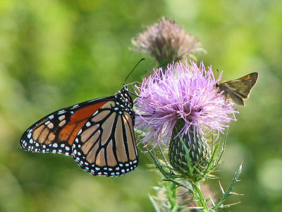 Monarch and friend