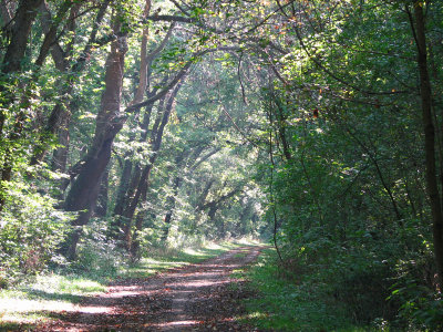 Morning light filters on to the trail
