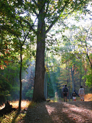 Morning rays pierce the trees