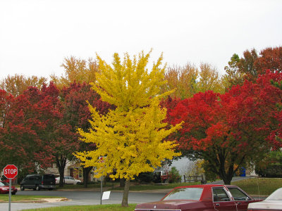 From the School Parking Lot