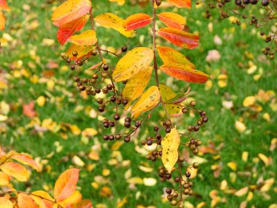 The Crape Myrtle