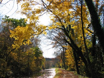 Luminous yellow across the trail