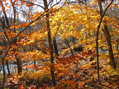 Orange and red