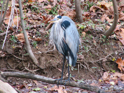Is this a cold heron?