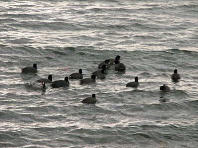 Goslings available for lunch