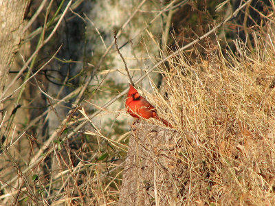 Northern Cardinal watching me