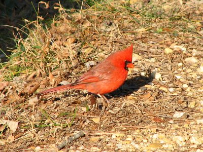 Northern Cardinal on the towpath