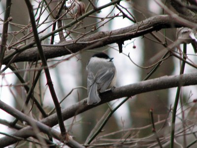 A Chickadee