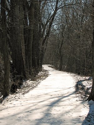 Naturally B&W - Ice covered trail