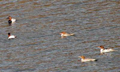 g1/55/529055/3/109602000.mc450X3E.jpg