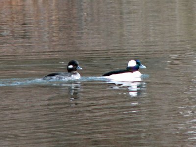 The lovely bufflehead couple