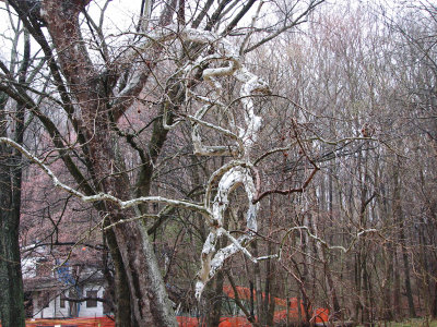 Ghostly branches reaching out