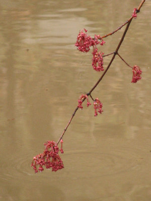 Blossoms over the water