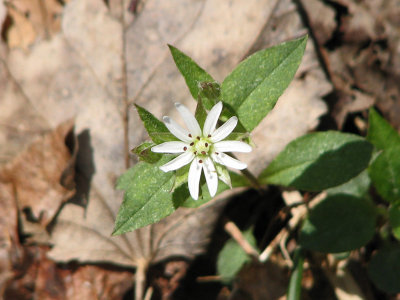 Star Chickweed