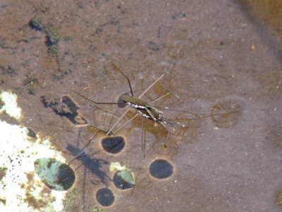 A small creature on the water surface