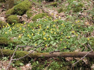 Large numbers of trout-lily