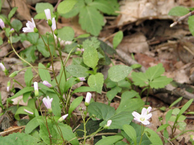 Spring Beauty