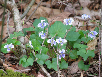 Roadside flowers