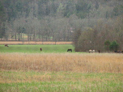 Horses in the fields