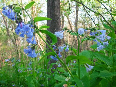 Time for the Virginia Bluebells once again