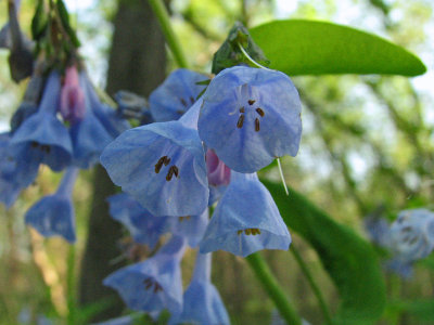 Closeup of the Virginia Bluebells