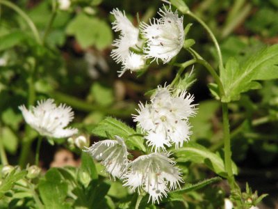 Fringed Phacelia