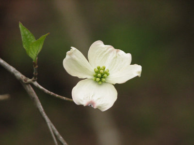 The last dogwood from our trip