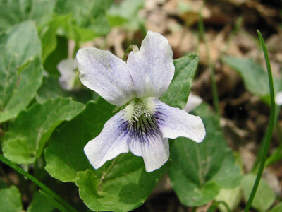 Black Hills Spring Wild flowers _1