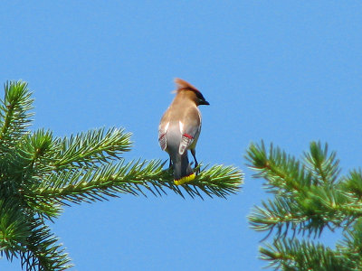 Cedar Waxwing on a tree