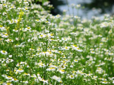 Field of flowers_2