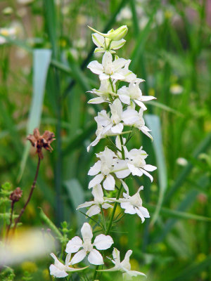 Standout flowers