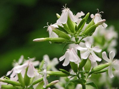 White flowers on the trail