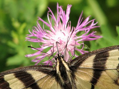 Activity in the flower