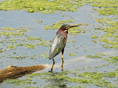 The green heron trying to escape