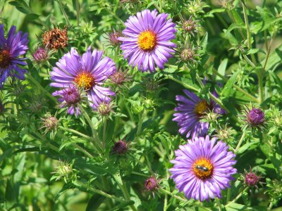 If happiness were a purple aster