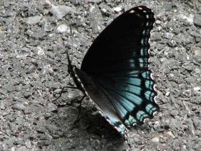 Red Spotted Purple butterfly 1