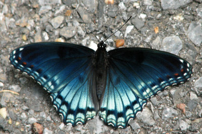 Red Spotted Purple butterfly 2