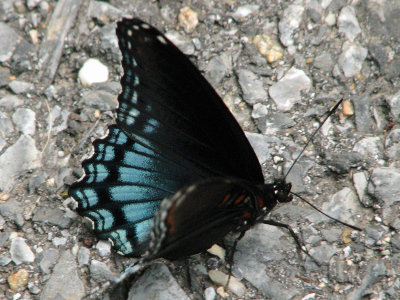 Red Spotted Purple butterfly 3