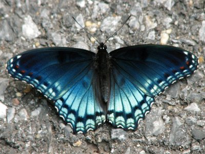 Red Spotted Purple butterfly 4