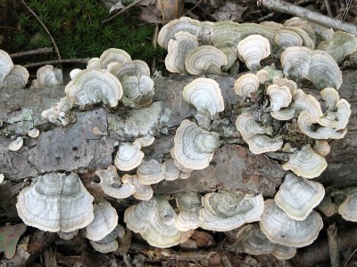 Mushrooms on a fallen log