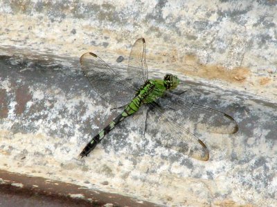 The green dragonfly