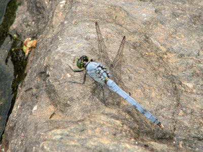 The blue dragonfly