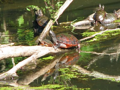 Big turtle with its little one