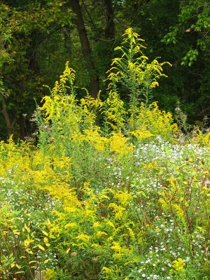 Goldenrods at the end of Summer