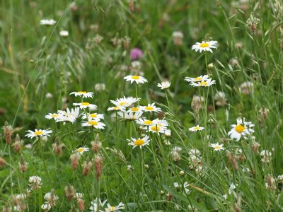 Wildflowers aplenty