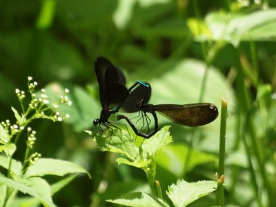 Ebony Jewelwing in the act