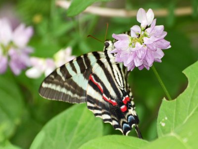 Colors on a swallowtail